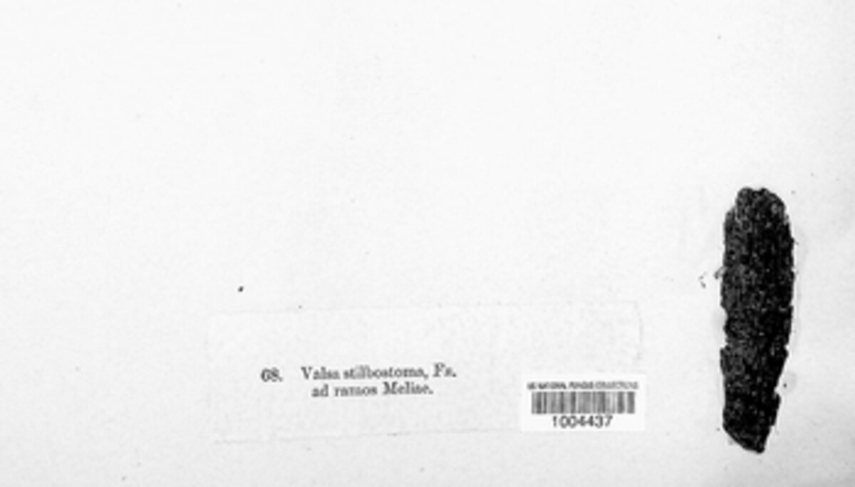Melanconis stilbostoma image